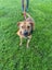 Male Staffy Lab Mix Carousel 1