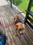Male Staffy Lab Mix Carousel 2