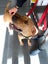 Male Staffy Lab Mix Carousel 3