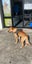 Male Staffy Lab Mix Carousel 4