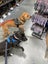 Male Staffy Lab Mix Carousel 5