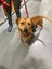 Male Staffy Lab Mix Carousel 6