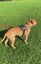 Male Staffy Lab Mix Carousel 7