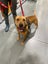 Male Staffy Lab Mix Carousel 8