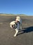 Pugsley the koi pug Carousel 1