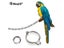 Parrot Foot Rings Metal Pet Bird Leg Rings Outdoor Fly Training Activity Carousel 6