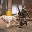 G.I. Joe Classified #52 Snake Eyes & Timber (White Version) Carousel 7
