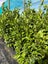 Griselinia littoralis 'Broadway Mint' - Kapuka / Broadleaf - PREMIUM GRADE! Carousel 1