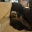 Pedigree Yorkshire terrier Carousel 1