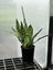 Sanseveria (Snake Plant) - 12cm Pot Carousel 3