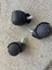 Office chair castors/wheels Carousel 1