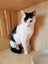DOT - AVAILABLE FOR ADOPTION - PET WHISPERER RESCUE Carousel 1