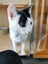 DOT - AVAILABLE FOR ADOPTION - PET WHISPERER RESCUE Carousel 2