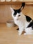 DOT - AVAILABLE FOR ADOPTION - PET WHISPERER RESCUE Carousel 3
