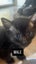 Kittens for sale Carousel 4