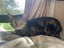 Maxine - 4 yr - Cat Care Loburn Carousel 2