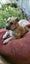 Pipi is searching for her forever home Carousel 3
