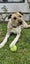 Pipi is searching for her forever home Carousel 1
