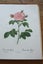 *** PIERRE - JOSEPH REDOUTE' - ROSES *** FIRST EDITION - 1963 *** Carousel 7