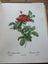 *** PIERRE - JOSEPH REDOUTE' - ROSES *** FIRST EDITION - 1963 *** Carousel 8