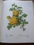 *** PIERRE - JOSEPH REDOUTE' - ROSES *** FIRST EDITION - 1963 *** Carousel 9
