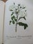 *** PIERRE - JOSEPH REDOUTE' - ROSES *** FIRST EDITION - 1963 *** Carousel 10