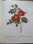 *** PIERRE - JOSEPH REDOUTE' - ROSES *** FIRST EDITION - 1963 *** Carousel 11