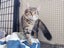AUTUMN - KITTEN AVAILABLE FOR ADOPTION - PET WHISPERER RESCUE Carousel 3