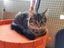 AUTUMN - KITTEN AVAILABLE FOR ADOPTION - PET WHISPERER RESCUE Carousel 5
