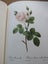 *** PIERRE - JOSEPH REDOUTE' - ROSES *** FIRST EDITION - 1963 *** Carousel 12