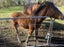Foal Carousel 1