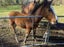 Foal Carousel 2