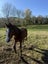 Foal Carousel 3