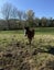 Foal Carousel 4