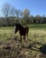 Foal Carousel 5