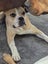 Gemma (Ellie's Canine Rescue & Rehome) Carousel 4