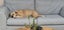 Gemma (Ellie's Canine Rescue & Rehome) Carousel 6