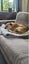 Gemma (Ellie's Canine Rescue & Rehome) Carousel 7