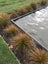 Carex Testacea x 225 plants Carousel 1