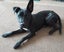 Max (Ellie's Canine Rescue & Rehome) Carousel 1