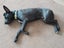 Max (Ellie's Canine Rescue & Rehome) Carousel 2