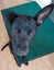 Max (Ellie's Canine Rescue & Rehome) Carousel 3