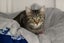 Cats Protection Canterbury - Minx Carousel 1