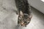 Cats Protection Canterbury - Minx Carousel 2