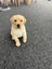 Labrador puppies Carousel 5