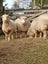 Sheep 5x Carousel 4