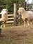 Sheep 5x Carousel 3