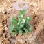50 Pack Transparent Plant Seedling Protection Cover Agricultural Vegetable Seedl Carousel 4