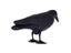 Black Plastic Crow Garden Bird Deter Scarer Scarecrow Mice Pest Control Carousel 2