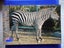 Grant's Zebra, New Zealand Postcard Carousel 1